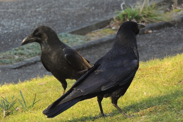 水鳥の池