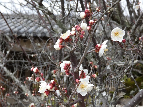 奈良　聖徳宗　法隆寺管長様に　ご挨拶