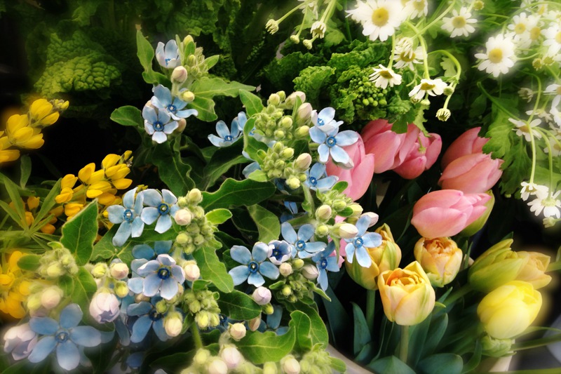 春のお花達♫水揚げ方法が面白いんです