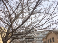 桜の開花はまだ先になりそうです。 2017/03/29 18:21:20