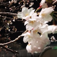 桜も開花してきました。 2018/03/23 12:25:21