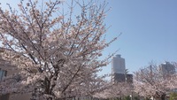 明日は夜桜見学ナイトランです 2018/03/28 17:25:33