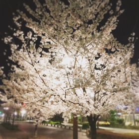昨夜は夜桜ナイトラン