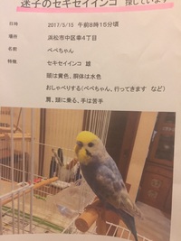 【緊急事態！！】　迷子のインコ探してください。 2017/05/18 19:30:55