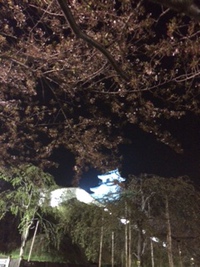 夜桜ナイトラン 2014/04/09 12:05:47