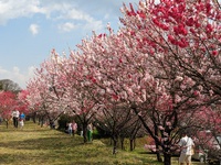 花桃と桜の競演 in 昼神温泉