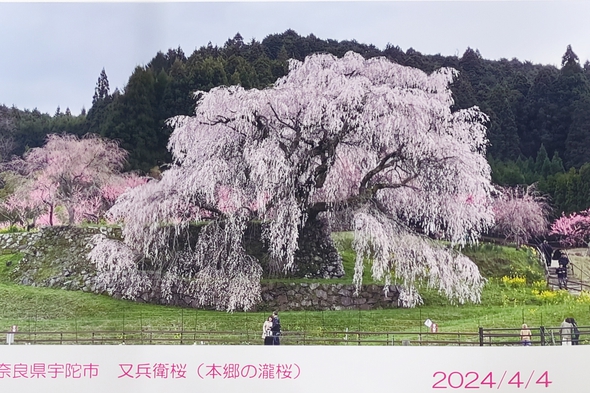 2024年の各地の桜を振り返り～奈良編～