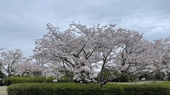 石人の星公園の桜も満開でした