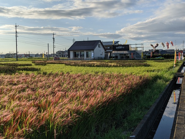 【2021年】白脇田んぼアート見頃です！