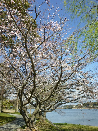 佐鳴湖公園の桜ももうすぐ