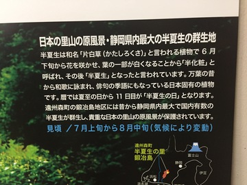 半夏生の小径