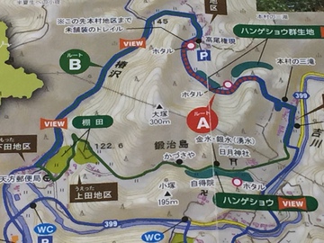 半夏生の小径