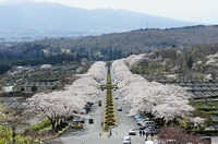 2024 富士山周遊・慣らし運転ツーリング１（富士霊園の桜並木）