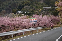 2025 滝沢でんでんころの河津桜 早朝ショートツーリング