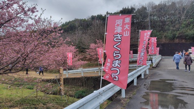 東大山の河津桜が満開でした・・・・No.1