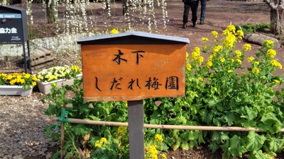 木下さんのしだれ梅園