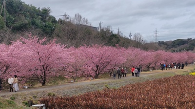 東大山の河津桜が満開でした・・・・No.1