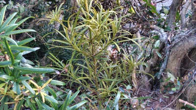 槙の木が枯れてきたので植え替えを