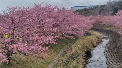 東大山の河津桜が満開でした・・・・No.1