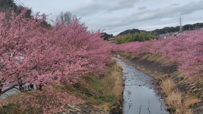 東大山の河津桜が満開でした・・・・No.1