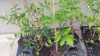 トマトを植える準備を・・・・