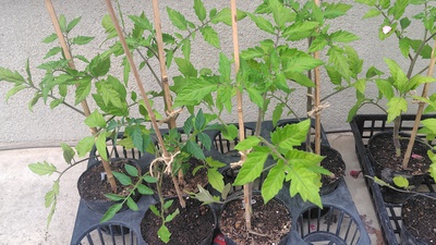 トマトを植える準備を・・・・