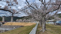 桜が最高の季節です・・・・No.2