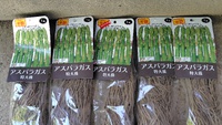 アスパラガスを植えました