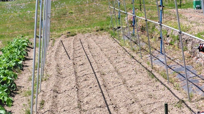 トマトを植える準備を・・・・