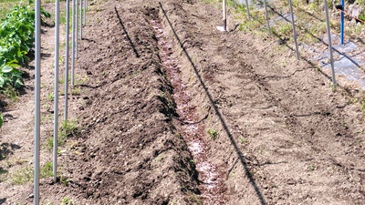 トマトを植える準備を・・・・