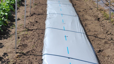 トマトを植える準備を・・・・