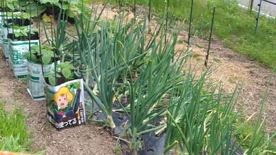 タマネギの茎葉が倒れてきました