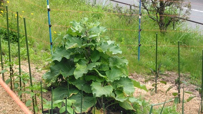 タマネギの茎葉が倒れてきました