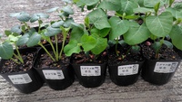 オクラ・枝豆を植えました・・・・