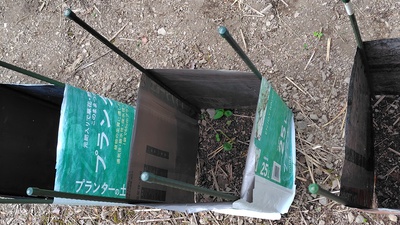植えたオクラが総て枯れました