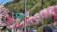 月川温泉の花桃は満開でした・・・・No.2