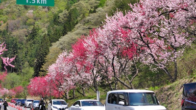 月川温泉の花桃は満開でした・・・・No.2