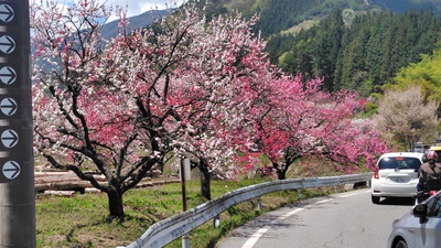 月川温泉の花桃は満開でした・・・・No.2