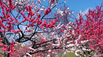 月川温泉の花桃は満開でした・・・・No.2
