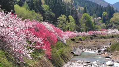 月川温泉の花桃は満開でした・・・・No.2