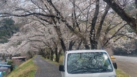 桜トンネルを軽トラックで