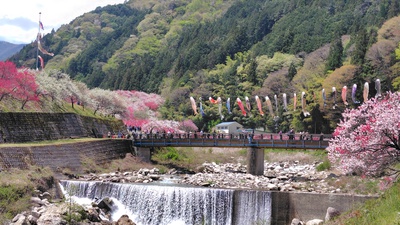 月川温泉の花桃は満開でした・・・・No.2