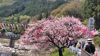 月川温泉の花桃は満開でした・・・・No.2