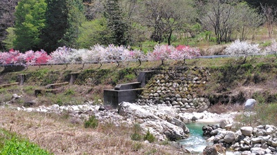 月川温泉の花桃は満開でした・・・・No.2