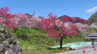 月川温泉の花桃は満開でした・・・・No.2