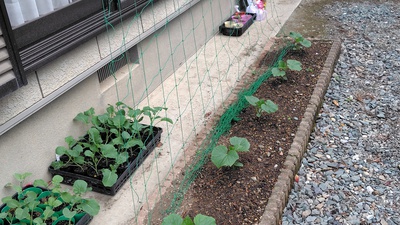 ショウガを植えました