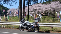 新城市の桜と鯉のぼり・・・・