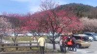 月川温泉の花桃はまだ開花していません・・・・No.2