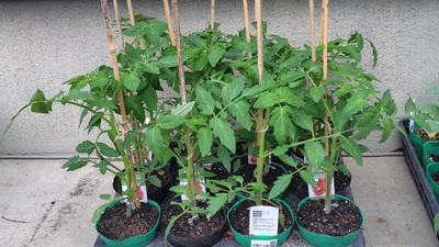 ショウガを植えました