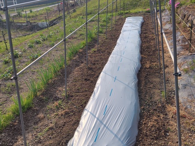 野菜の苗を購入してきました・・・・